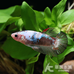 大理石 PK將軍鬥魚（對魚）