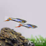 法藍星精靈孔雀（公魚）