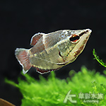 韋蘭提飛船