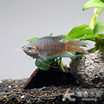 紅彩兔（對魚）