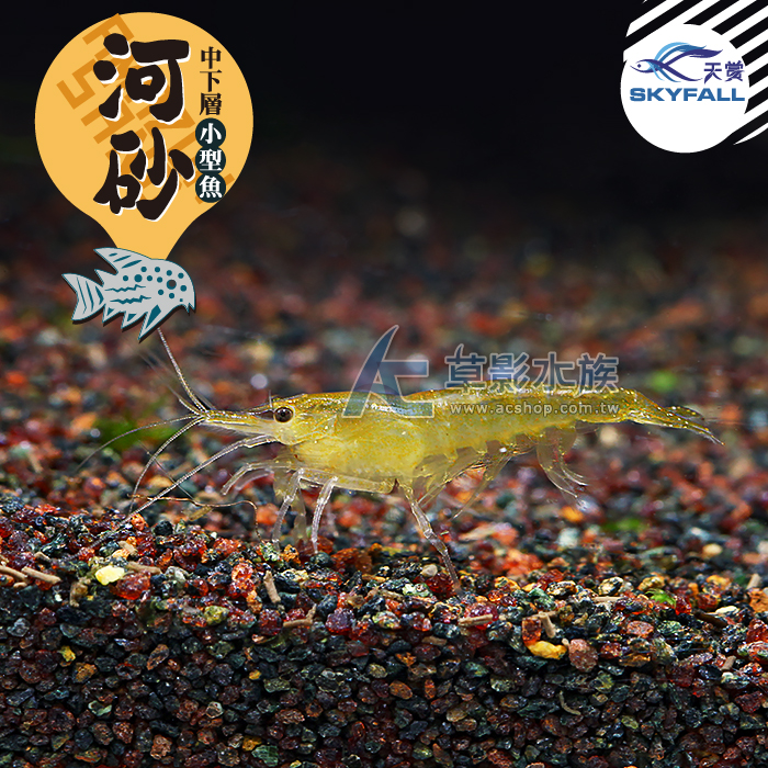 SKYFALL 天賞 短鯛、鼠魚專用砂（3kg）