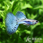 藍草尾孔雀（對魚）