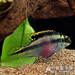 紅肚鳳凰 2.5~3cm