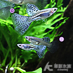 紫草尾孔雀（對魚）