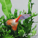 紅蕾絲蛇王孔雀（對魚）