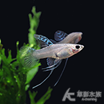 藍草尾緞帶孔雀（對魚）