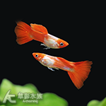 黃化丹頂孔雀（對魚）