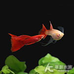 全紅白子緞帶孔雀（對魚）