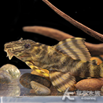 L398 黃金虎紋劍尾異型（5.5m）