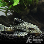 LDA65 幽靈皇冠豹（4.5cm）