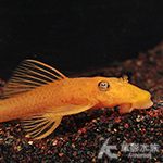 超級紅鬍子異型（3cm）