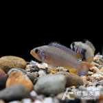 霸王短鯛（對魚）