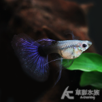 日本藍紫尾禮服緞帶孔雀（對魚）