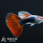 日本藍紅尾禮服孔雀（對魚）