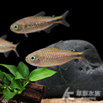 紫影翡翠可卡燈