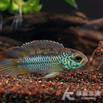 金眼短鯛（對魚）