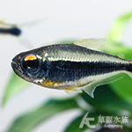 水靈燈（3.5~4cm）