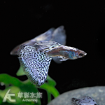 金屬紫草尾孔雀（對魚）