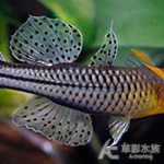 阿魯珍珠燕子（對魚）