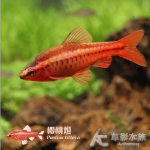 櫻桃燈（公魚）