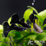 莫斯科藍緞帶孔雀（對魚）