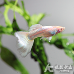 黃尾禮服白子孔雀（對魚）