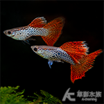 紅蕾絲蛇王緞帶孔雀（對魚）