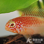 黃化維吉塔短鯛（對魚）