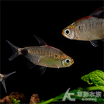 紅頂月球燈（3~3.5cm）