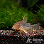 金翅帝王鼠