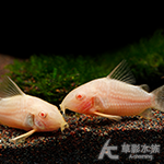 紅翅珍珠鼠白子