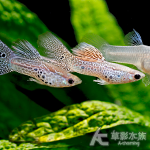 紫蕾絲蛇王孔雀（對魚）