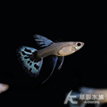 白金紅尾馬賽克緞帶孔雀（對魚）