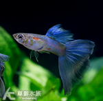 藍化體藍孔雀（對魚）