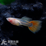 藍尾禮服白子玻璃肚孔雀（紅尾型/對魚）