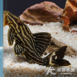 L27d 重金屬雷神皇冠豹異型 5.5cm