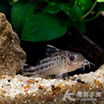 飛鳳鼠（4~4.5cm）