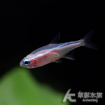 白化日光燈（1.6~2cm）