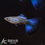 蛇紋藍尾孔雀（對魚）