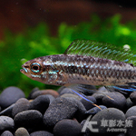 藍袖短鯛（對魚）