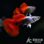 白金紅尾禮服孔雀（對魚）