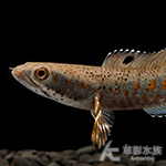 幻彩紅寶石雷龍