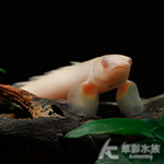 白子金恐龍