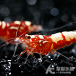 紅銀河水晶蝦