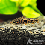 草莓豹紋鉛筆（5cm）