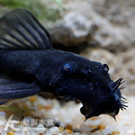 LDA74 扁頭深藍大鬍子異型（4.5cm）