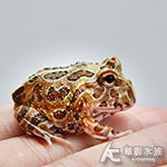 迷彩角蛙（紅）