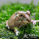 波子角蛙 1.2~1.5cm