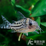 頑皮豹鼠（5cm）