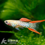 黃化紅蕾絲雙劍孔雀（對魚）